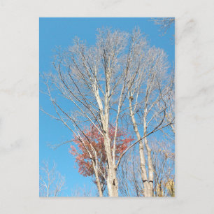 Barren Trees Postcard
