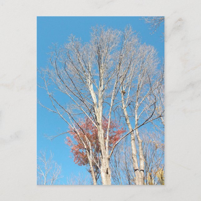 Barren Trees Postcard (Front)