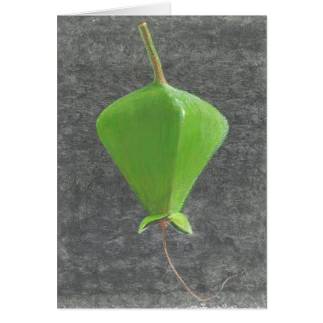 Barringtonia Acutangula (Front)