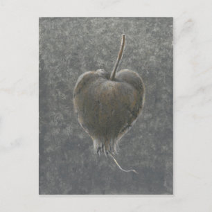 Barringtonia Acutangula  2 Postcard