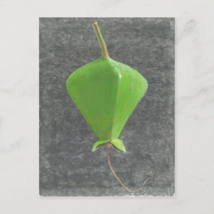 Barringtonia Acutangula Postcard