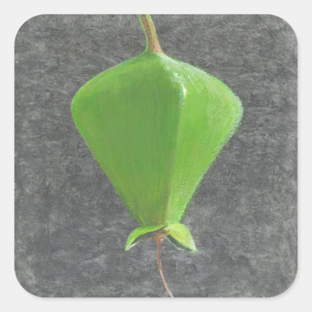 Barringtonia Acutangula Square Sticker (Front)