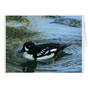 Barrows goldeneye