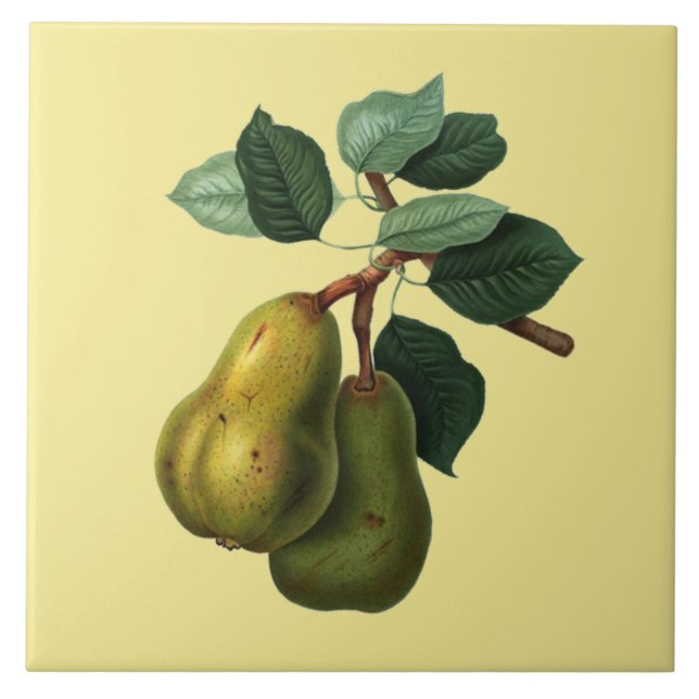 Bartlett Pears Botanical ~ Any Colour Background ~ Ceramic Tile (Front)