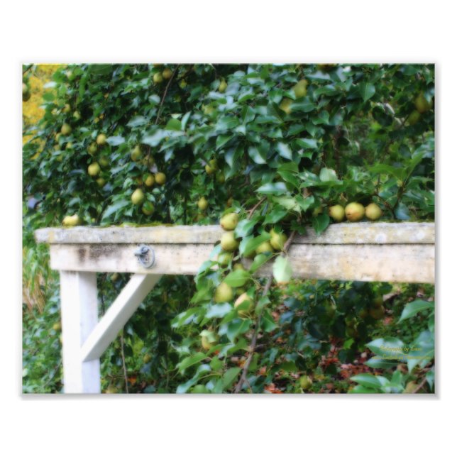 Bartlett Pears On Tree Orton Art 8x10 Photo Print (Front)