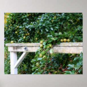 Bartlett Pears On Tree Orton Effect Poster