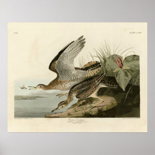Bartram (Upland) Sandpiper - Audubon Birds America Poster