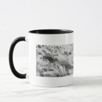 Basalt Lava Rocks in Desert, Black and White Photo