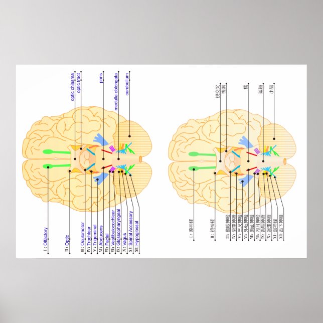 base of brain picture english & japanese poster (Front)