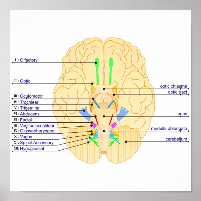 base of brain picture english poster (Front)