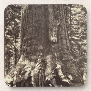 Base of the Grizzly Giant, from 'The Yosemite Book Coaster