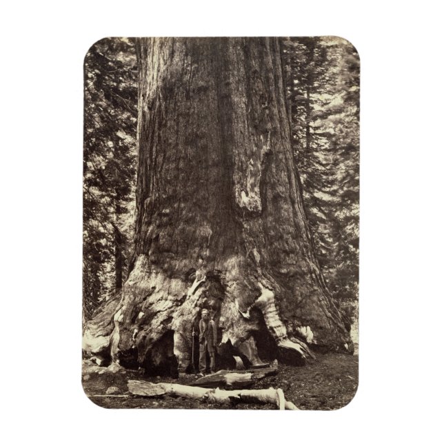 Base of the Grizzly Giant, from 'The Yosemite Book Magnet (Vertical)