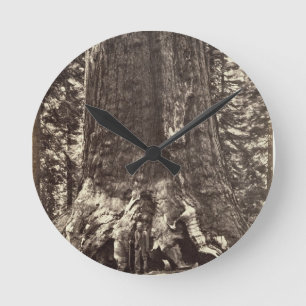 Base of the Grizzly Giant, from 'The Yosemite Book Round Clock