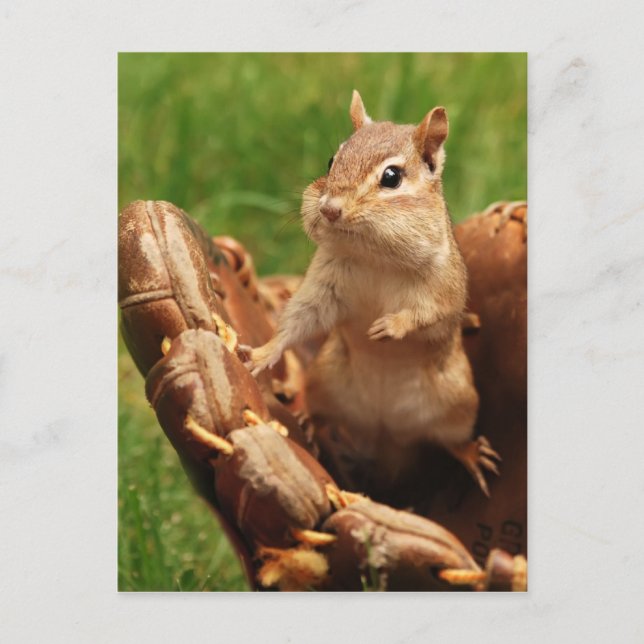 Baseball Loving Chipmunk Postcard (Front)