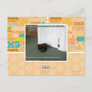 Basement Cat, slightly disoriented Postcard