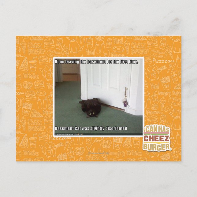 Basement Cat, slightly disoriented Postcard (Front)