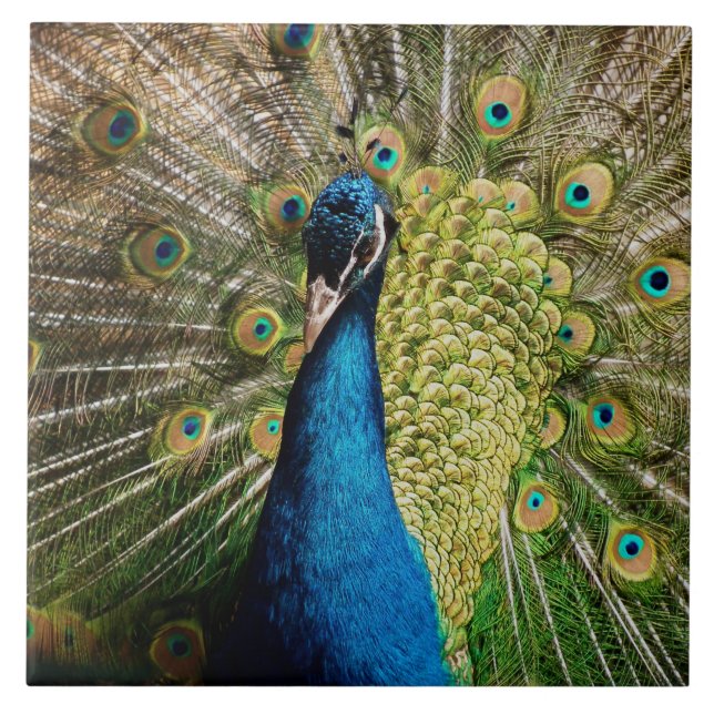 Bashful Peacock  Ceramic Tile (Front)