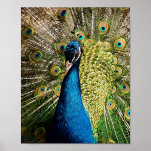Bashful Peacock  Poster