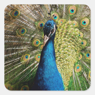 Bashful Peacock Square Sticker