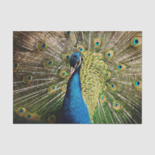 Bashful Peacock Tissue Paper
