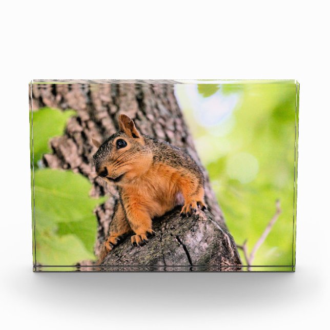Bashful Photo Block (Front)
