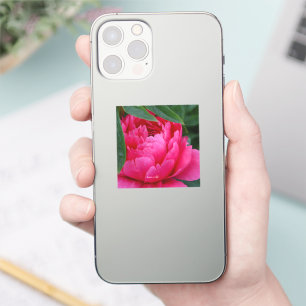 Bashful Pink Peony 