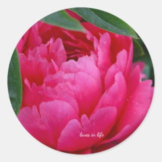 Bashful Pink Peony Classic Round Sticker