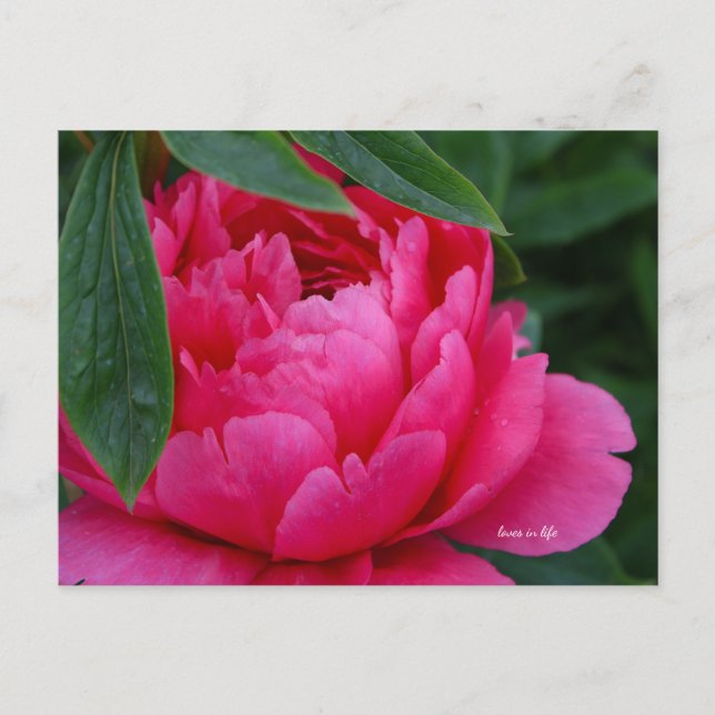 Bashful Pink Peony Postcard (Front)