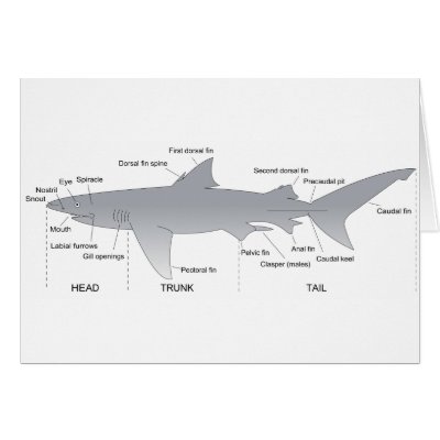 Sharks Diagram goblin shark diagram 