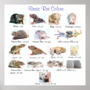 Basic Rat Colours Poster