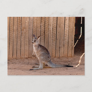 Basic semi-gloss postcard