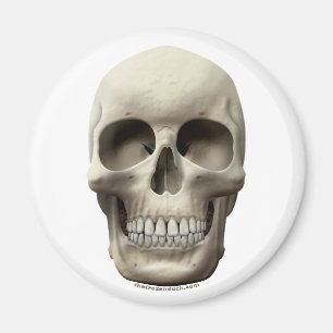 Basic Skull Magnet
