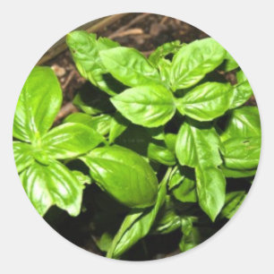 Basil Classic Round Sticker