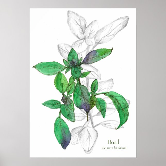 Basil Cooking Herb Botanical Art Drawing Poster (Front)