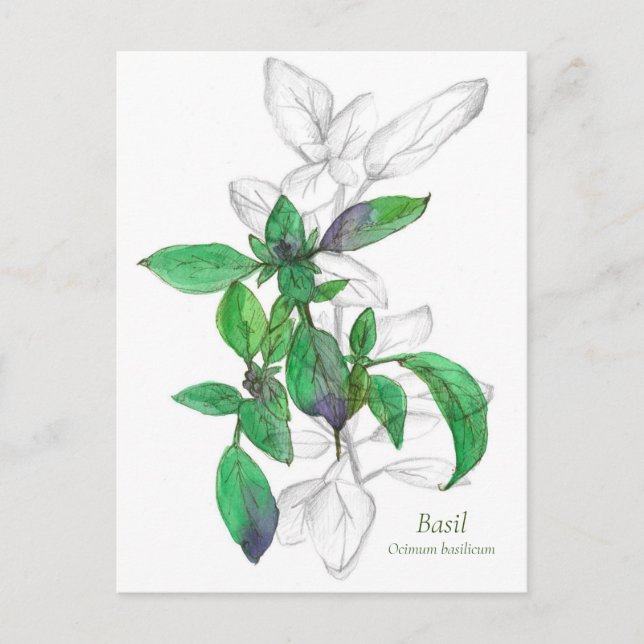 Basil Cooking Herb Watercolor Illustration Postcard (Front)