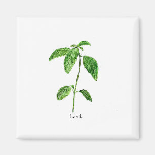 Basil green herbs garden watercolor magnet