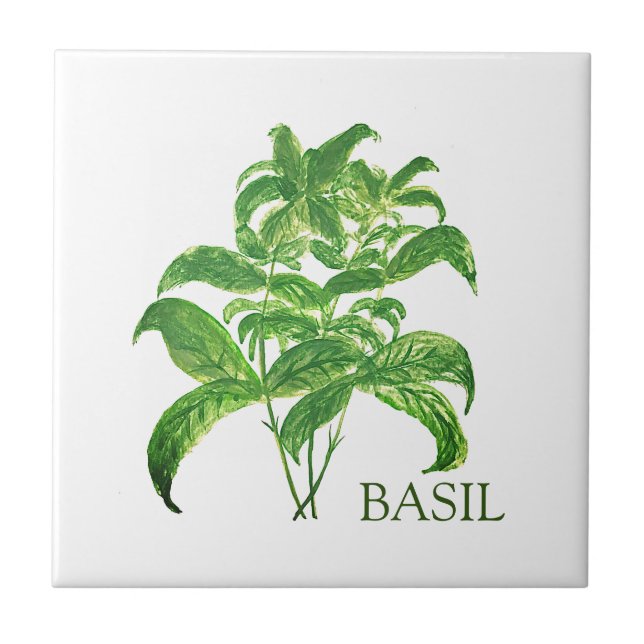 Basil Herb Greenery Kitchen Culinary Green  Ceramic Tile (Front)