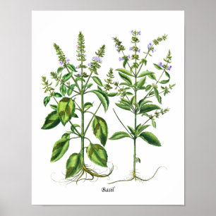 Basil Herb Kitchen Decor Wall Art
