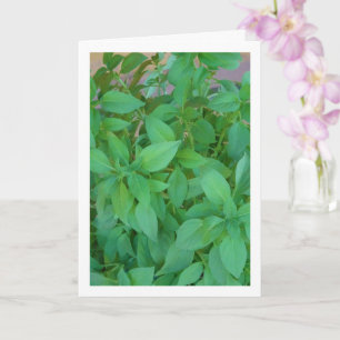 Basil Herb (Ocimum basilicum) Card
