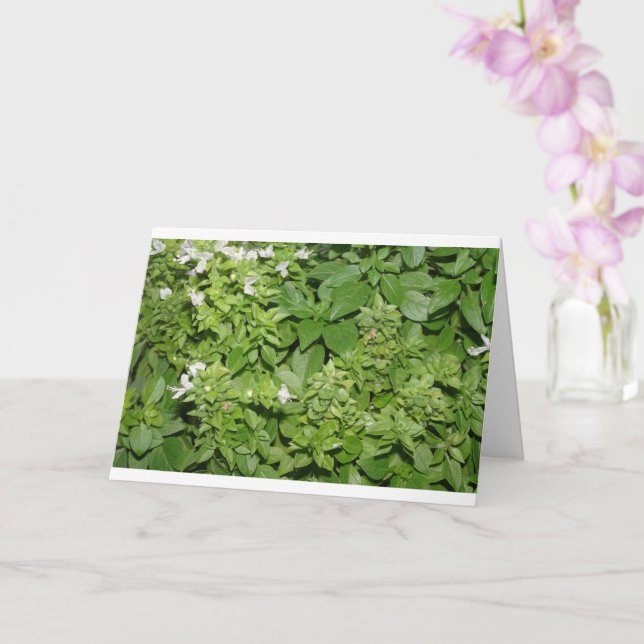 Basil Herb (Ocimum basilicum) Card (Orchid)
