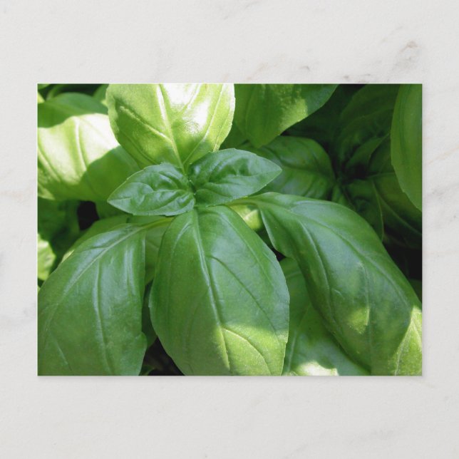 Basil Leaves Postcard (Front)