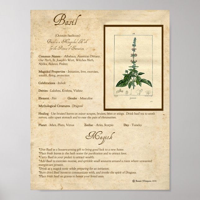 BASIL MAGICK HERB POSTER (Front)