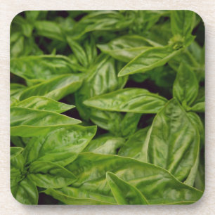 Basil Notebook Coaster
