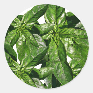 Basil Plant Photo Sticker