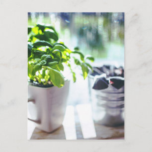 Basil Plant Postcard
