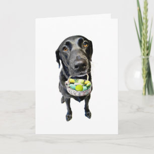 Basket Case Holiday Card