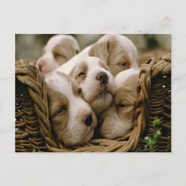 basket full of puppies postcard (Front)
