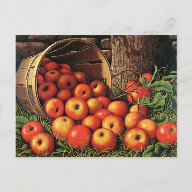 Basket of Apples Postcard (Front)