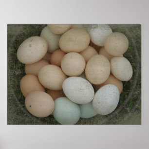 Basket of Eggs Poster