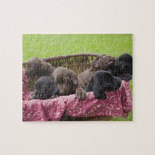 Basket of labrador retriever puppies jigsaw puzzle
